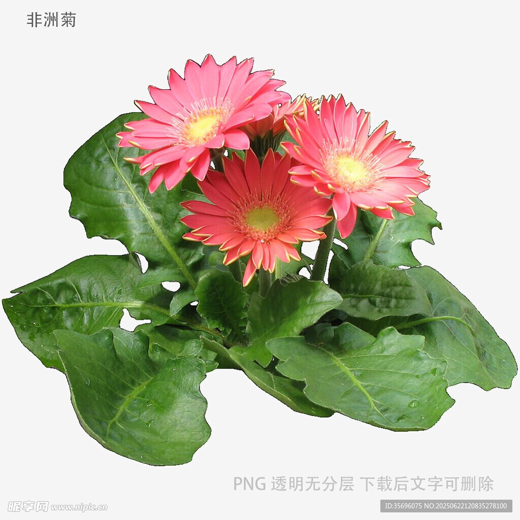 三朵鮮艷非洲菊綠植