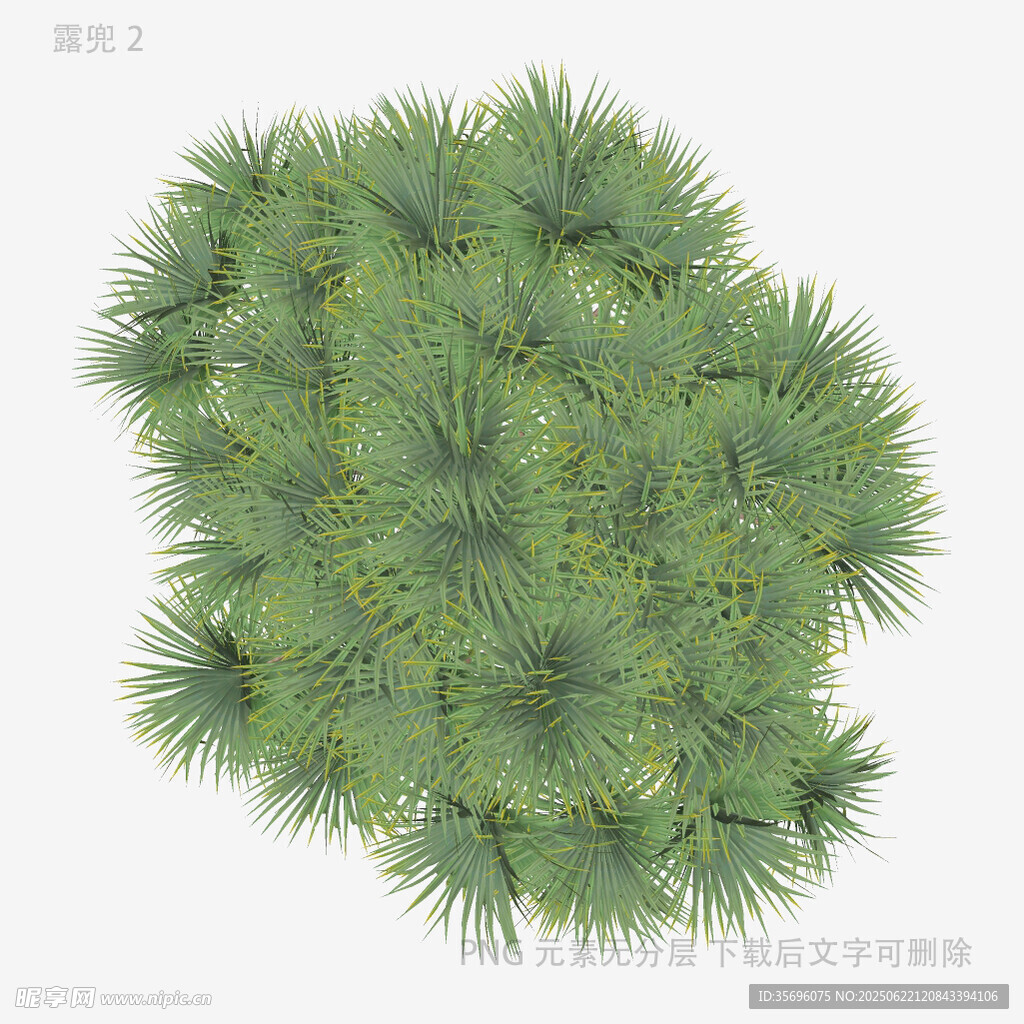 綠色蓬松松樹頂視圖