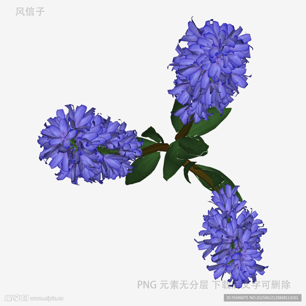 紫色風信子花卉特寫