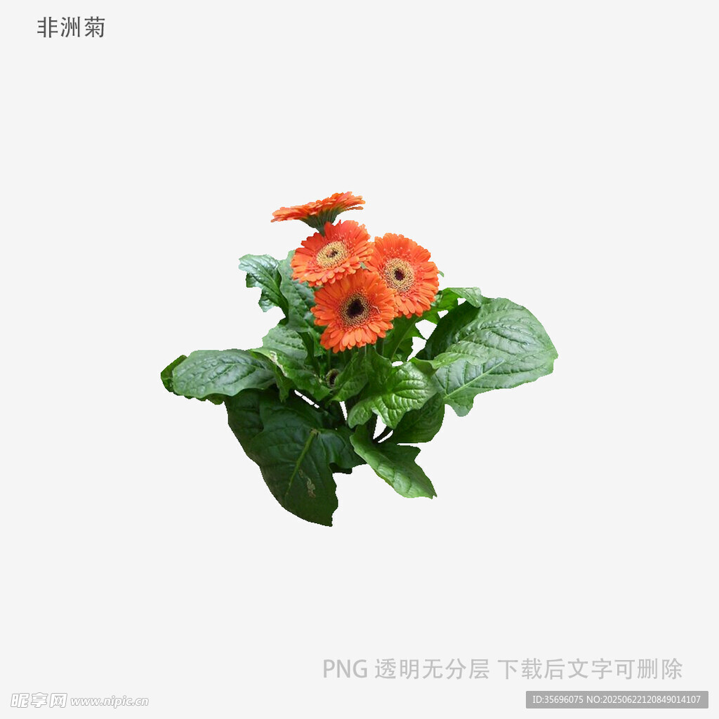 鮮艷橙花綠植盆栽