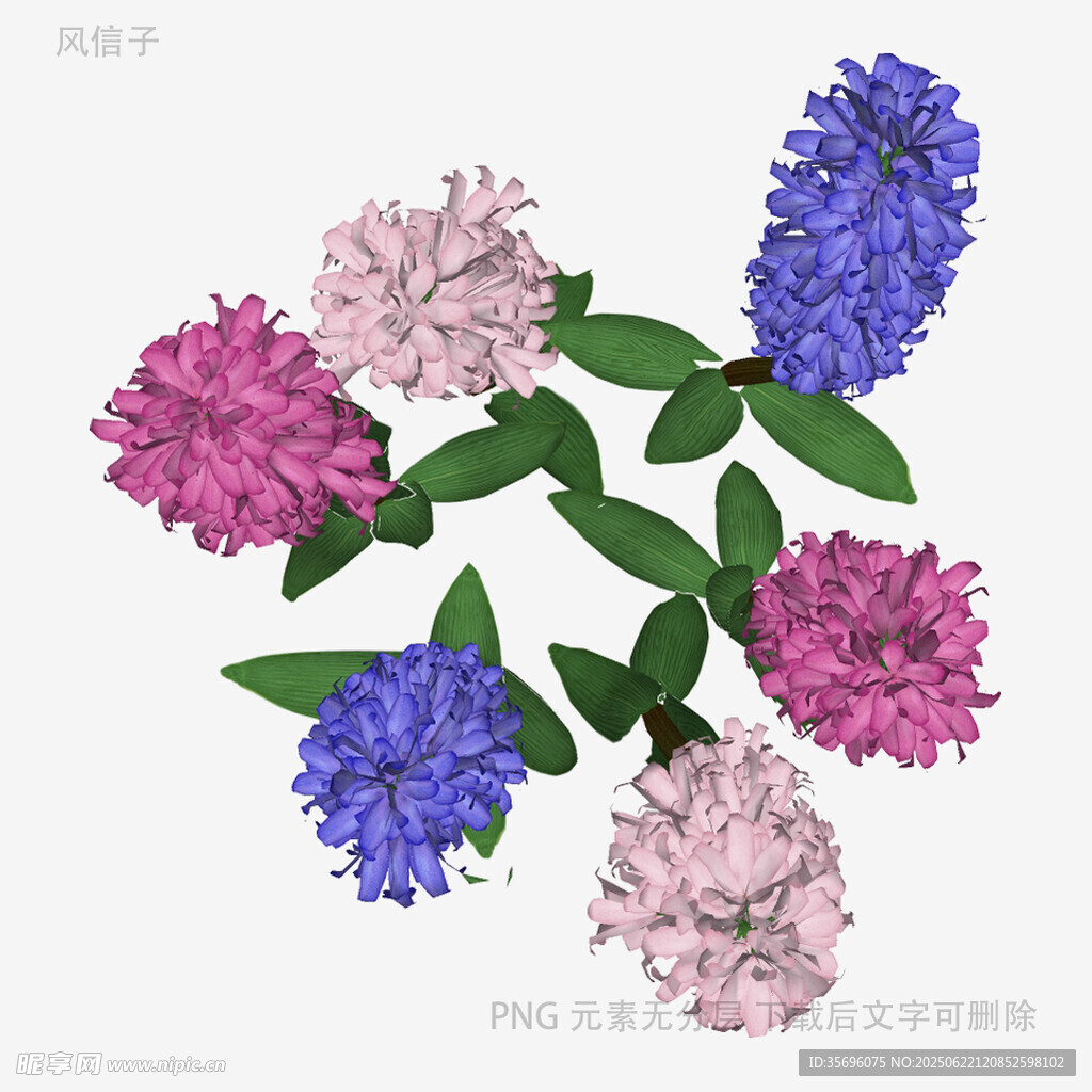 多彩風信子花卉組合