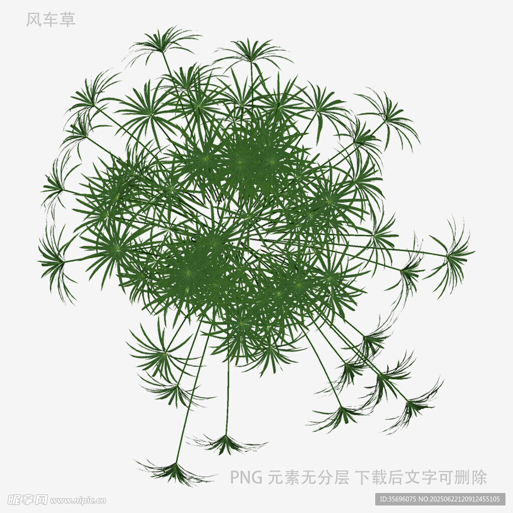 翠綠蓬松散尾葵植物圖