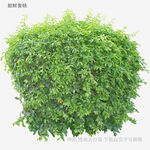 植物