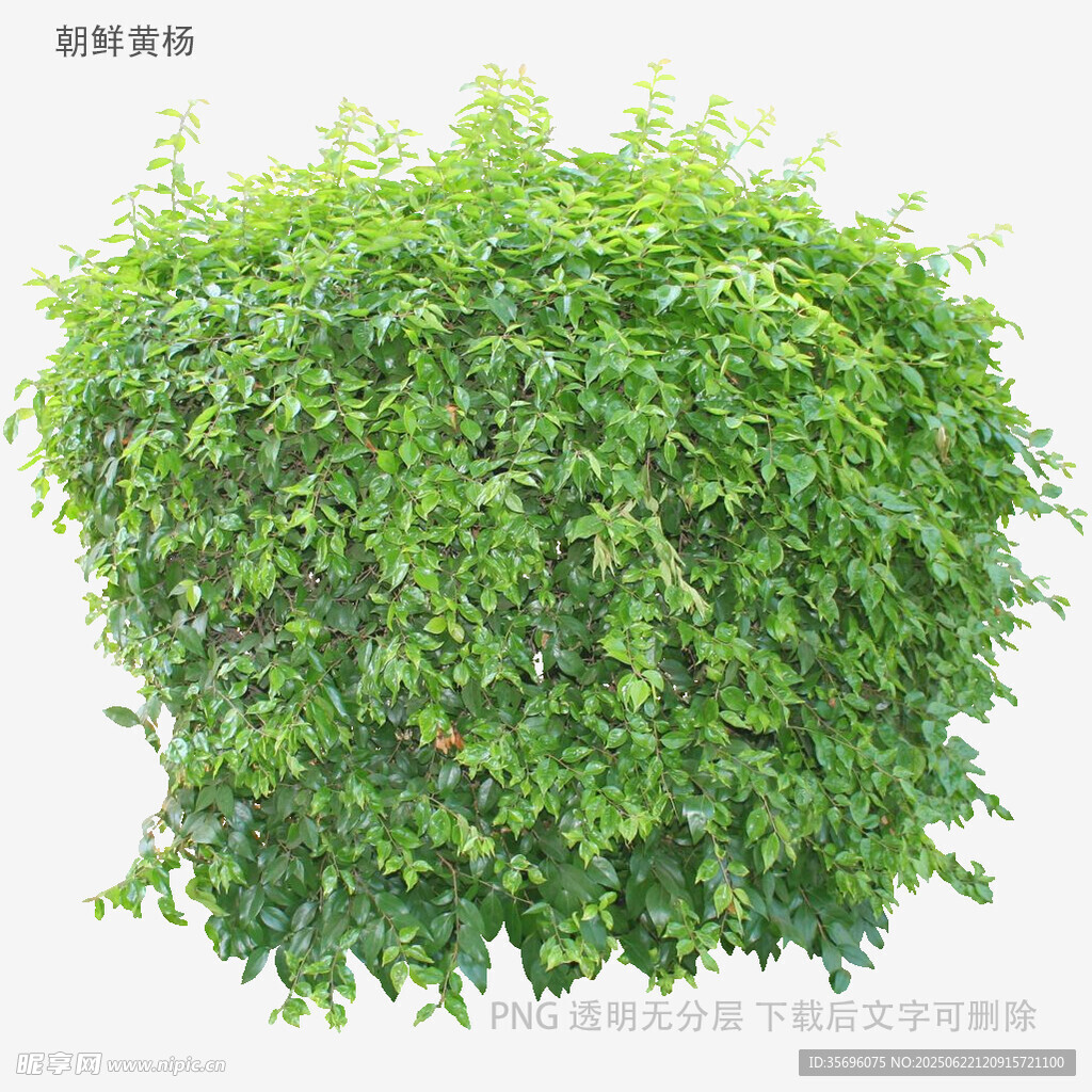 植物