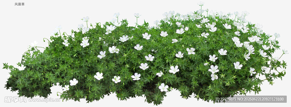 白色小花綠植盆栽