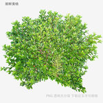 茂盛綠植