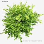 翠綠繁茂的球形綠植