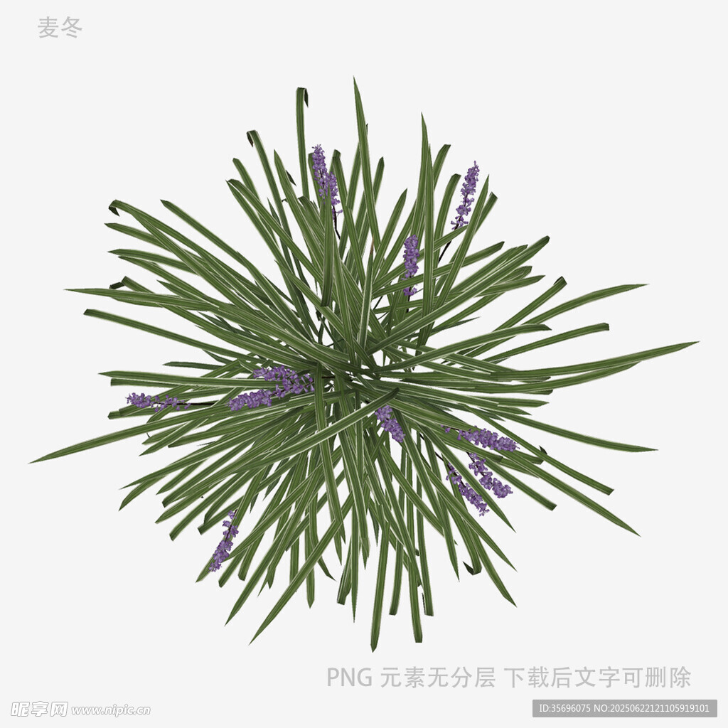 紫色花球狀綠植特寫