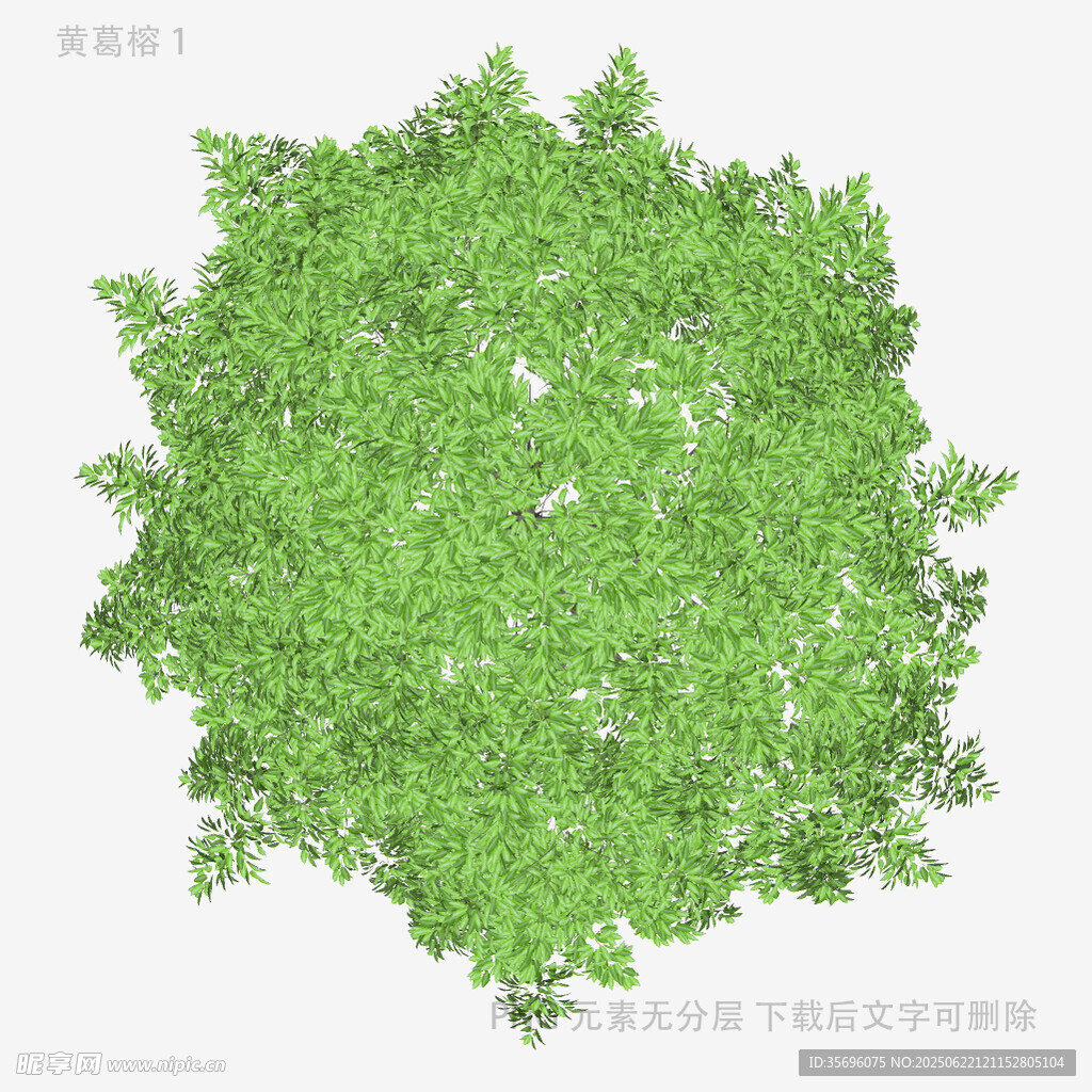 俯視視角綠色茂密樹冠