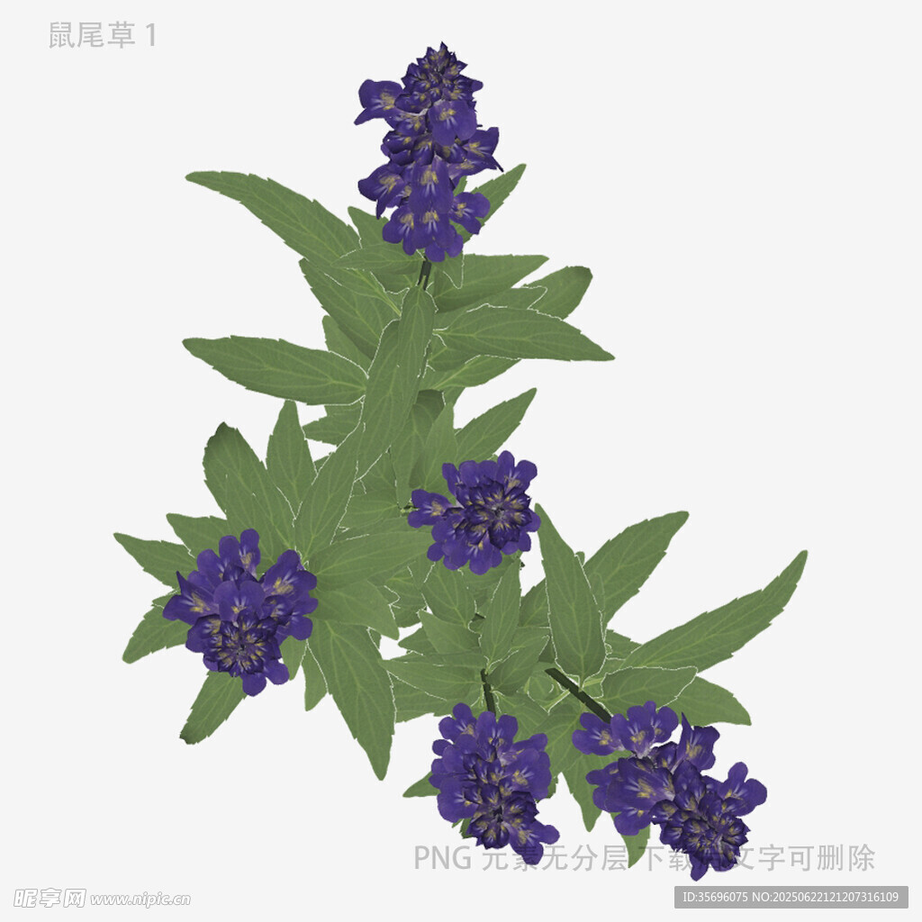 紫色薰衣草花枝插畫