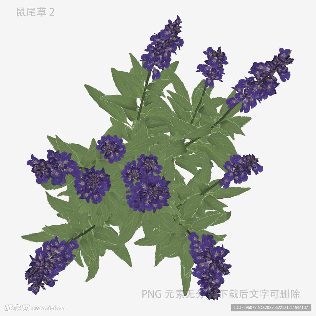 紫色薰衣草植物插畫