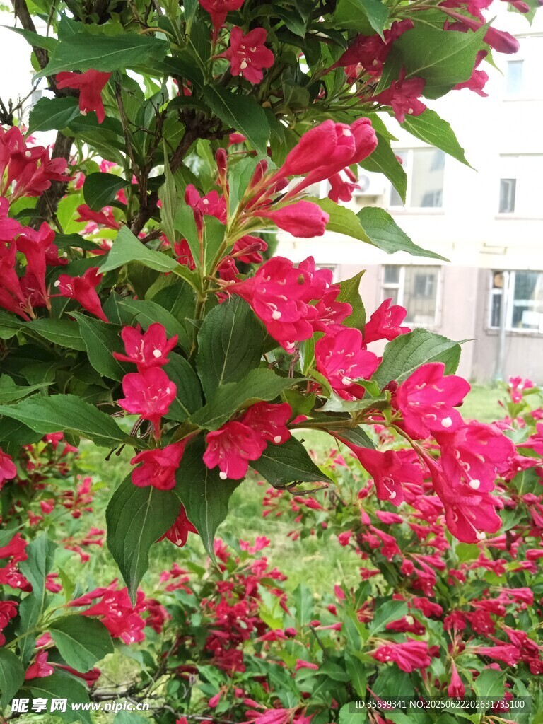 嬌艷紅錦帶花綻放