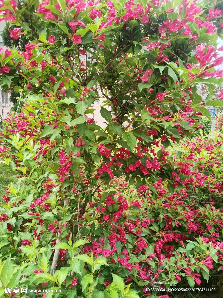 粉色的小粉花