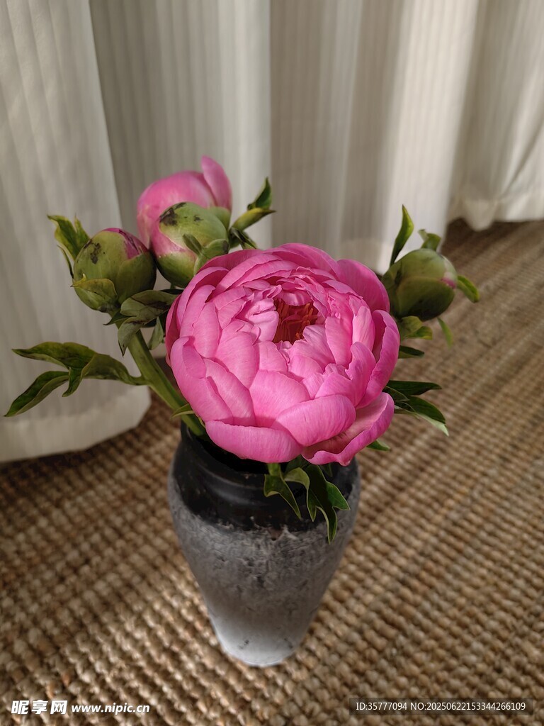 花瓶中綻放的嬌艷牡丹花
