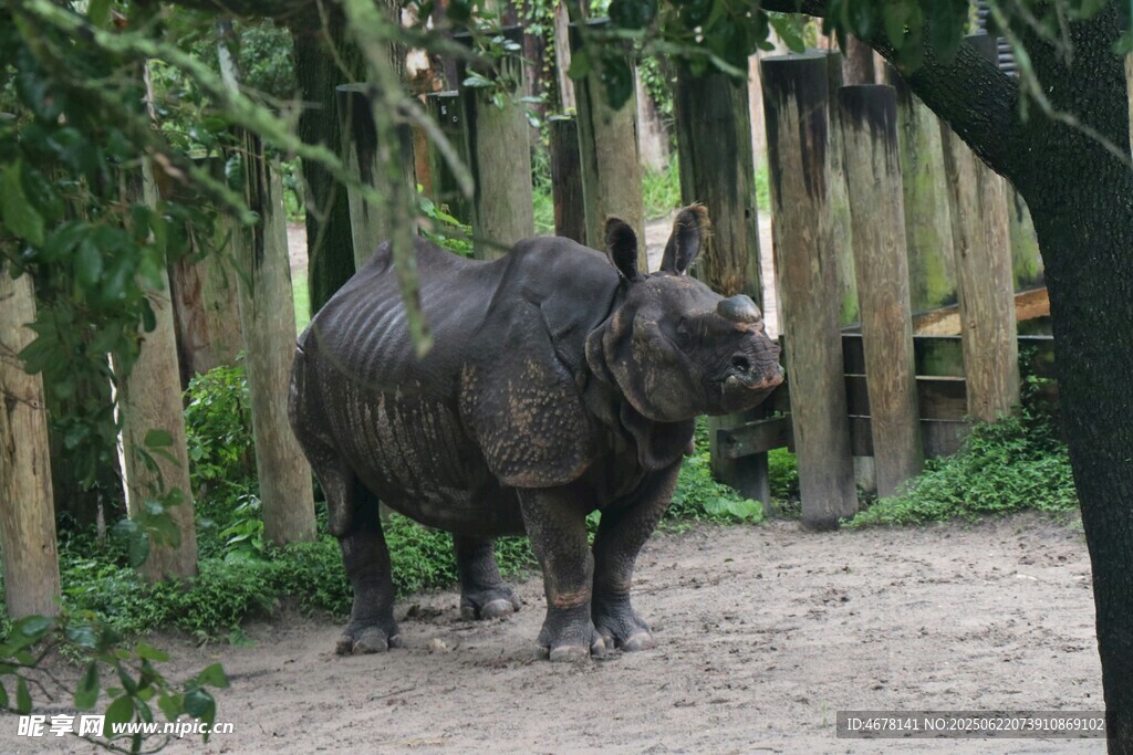 動(dòng)物園中的獨(dú)角犀牛