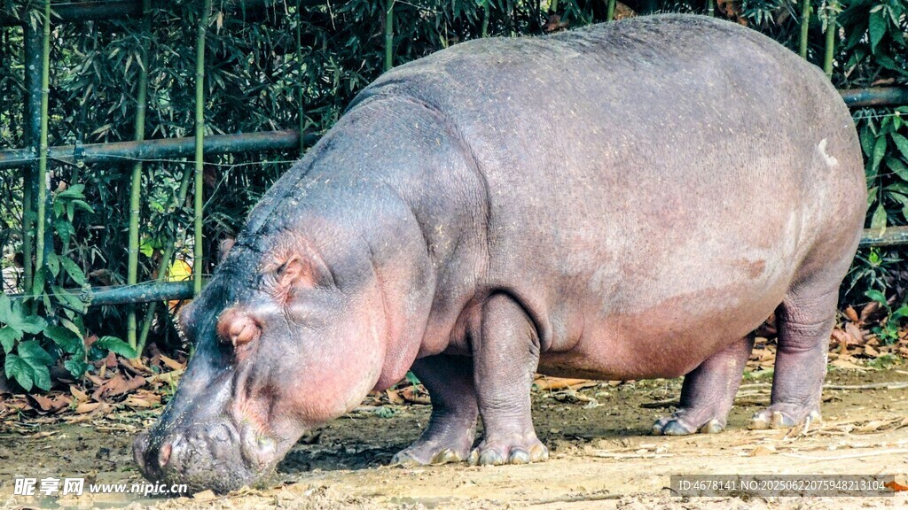 動物園里的河馬