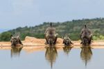 水邊休憩的野生動物群