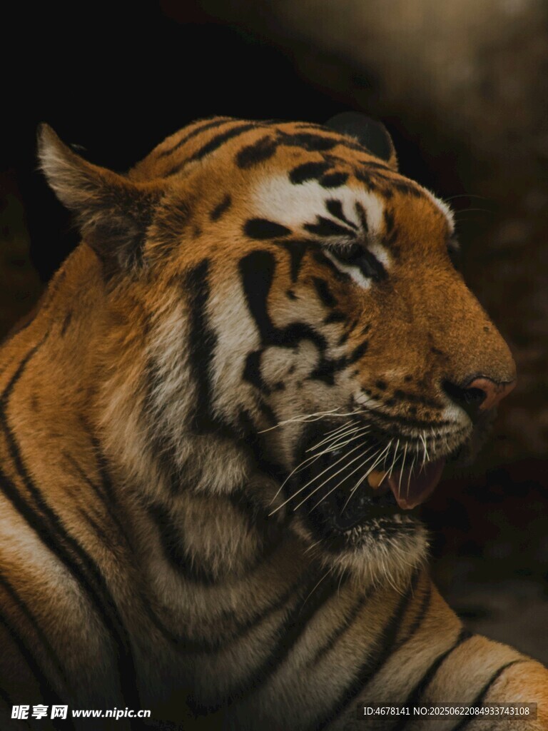 威猛老虎特寫