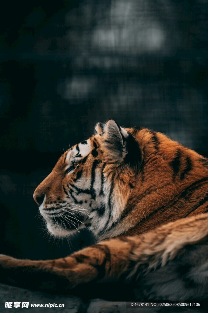 臥躺的斑斕猛虎