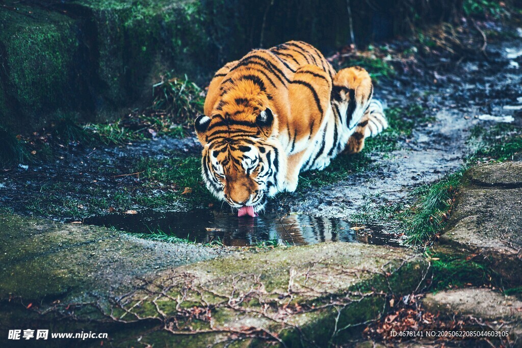 森林中行走的斑斕猛虎