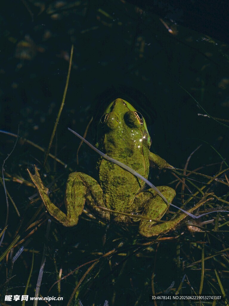 草叢中的綠色青蛙