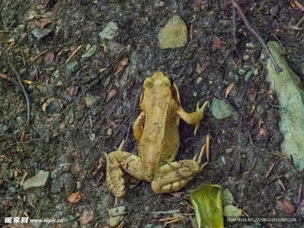 地面上的一只黃色青蛙
