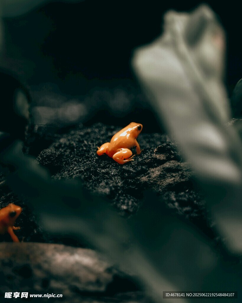 黃色小青蛙