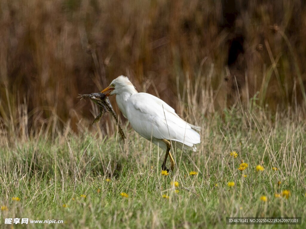 田野中覓食的白色鷺鳥