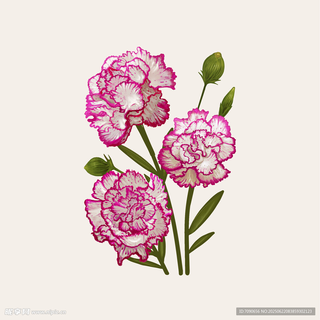 粉色康乃馨插畫