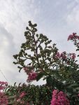 紫薇花