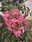 紫薇花