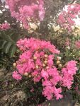 紫薇花