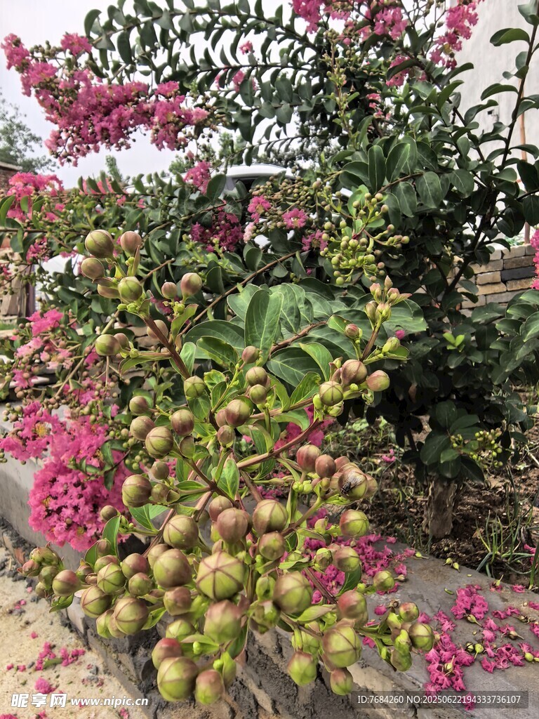 紫薇花