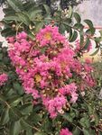 紫薇花