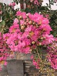 紫薇花