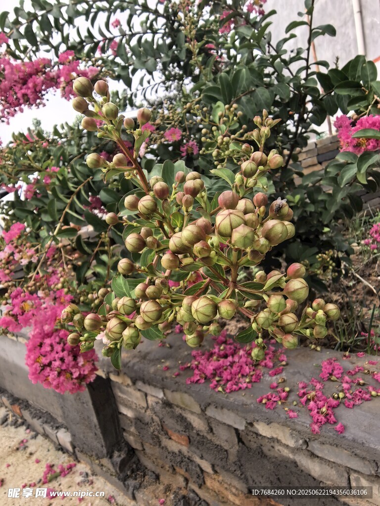 紫薇花