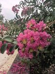 紫薇花