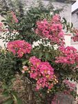 紫薇花