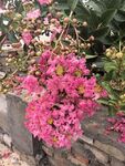 紫薇花