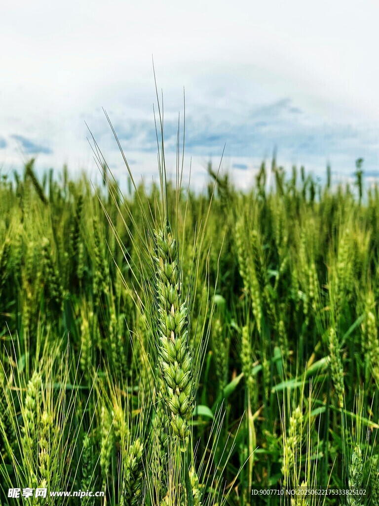 翠綠麥田 盡顯田園風光
