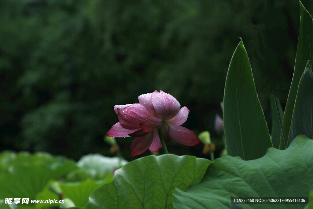 紅荷花 