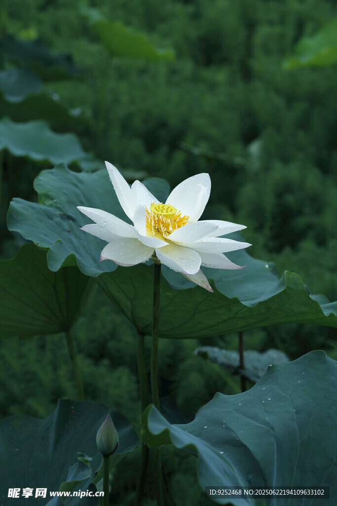 白蓮 