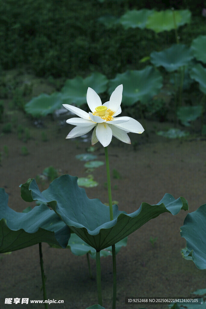 雨荷 