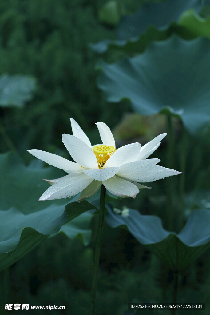 白荷花