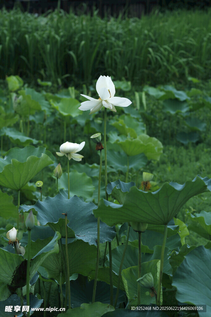  白色荷花