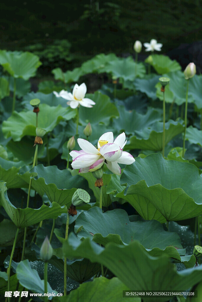 蓮花 