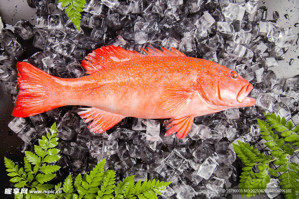 金魚