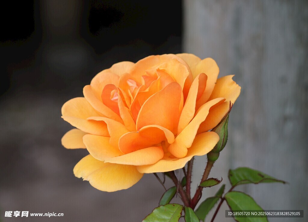 橙黃嬌艷月季花