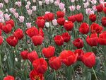 紅色郁金香花海