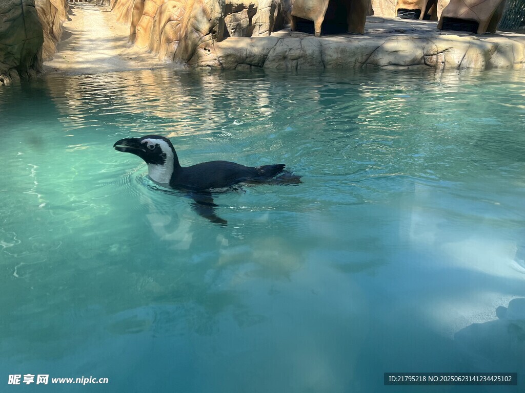 水中暢游的可愛小企鵝